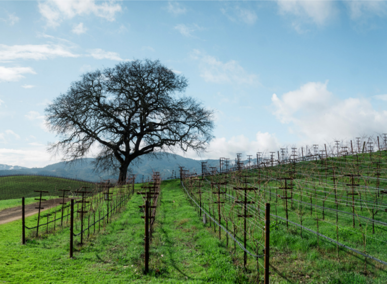 Guiding the Vine